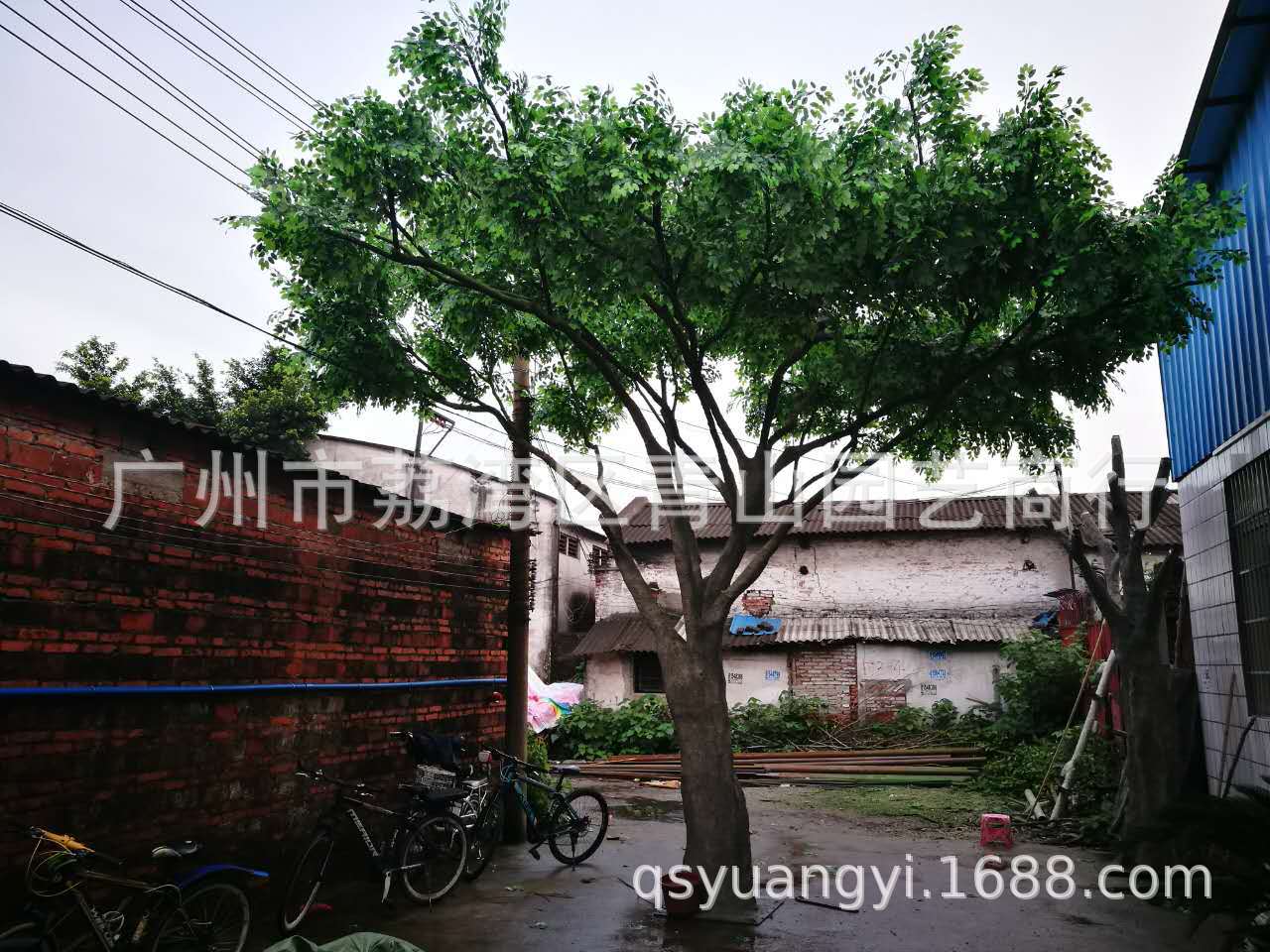 广州仿真非洲面包树热带假树大型仿真植物玻璃钢真树杆造景仿真树