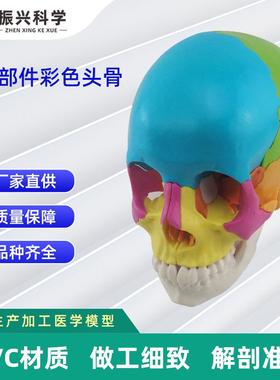 22部件拼装人体头骨模型彩色颅骨解刨模型可拆解人体头骨模型器材