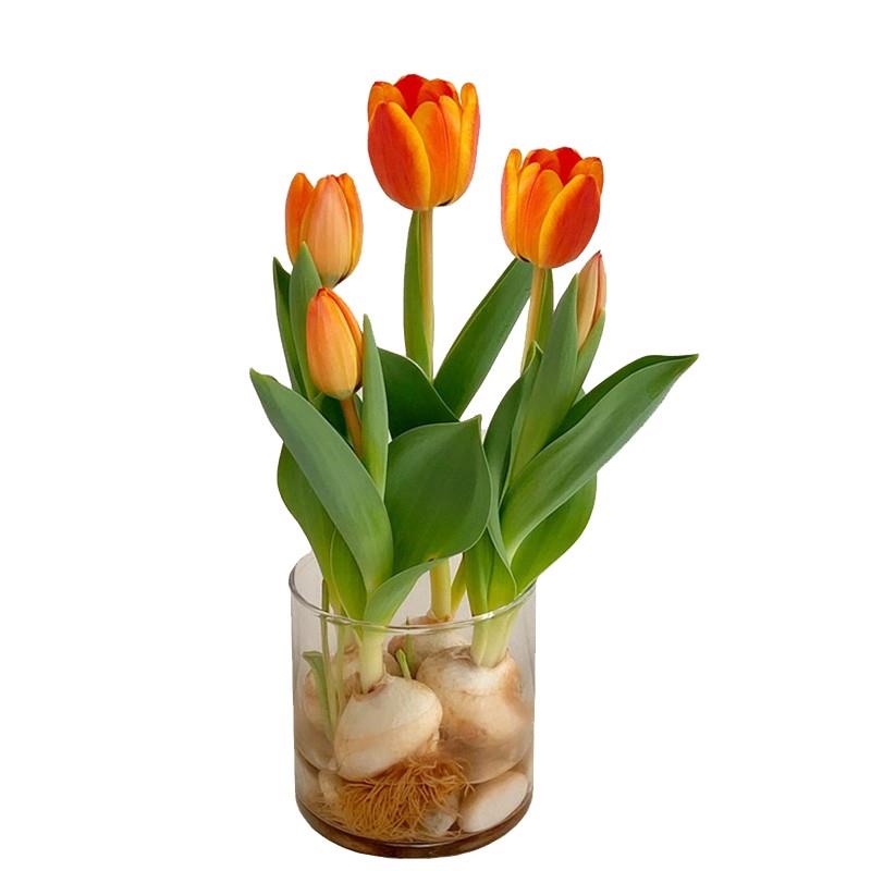 适合水养的花郁金香桌上绿植工位懒人春天植物各种花卉大全种球类