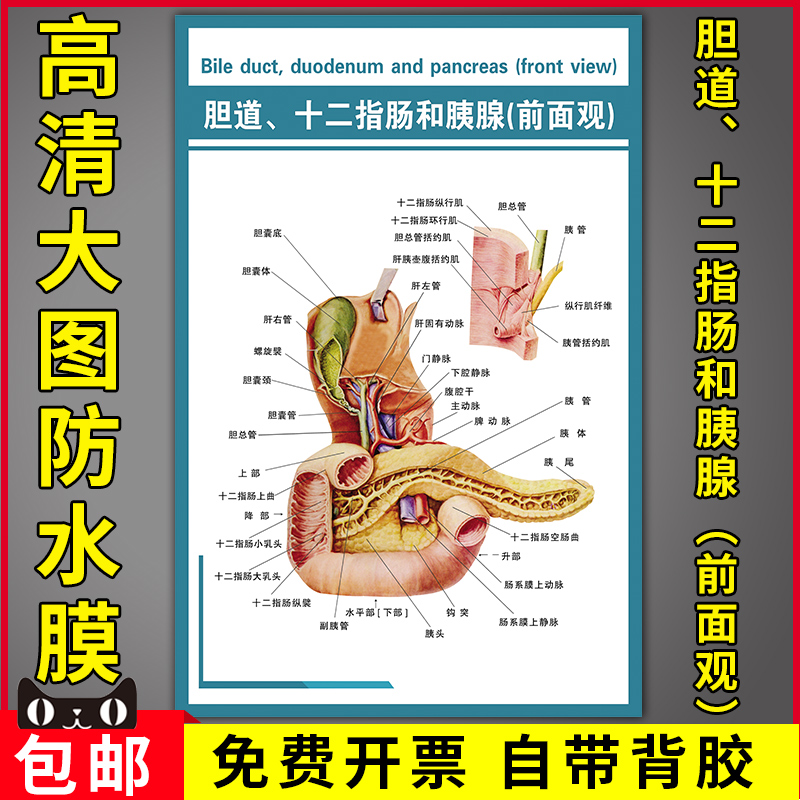 医学解剖知识海报人体器官结构示意挂图胆道十二指肠和胰腺前面观