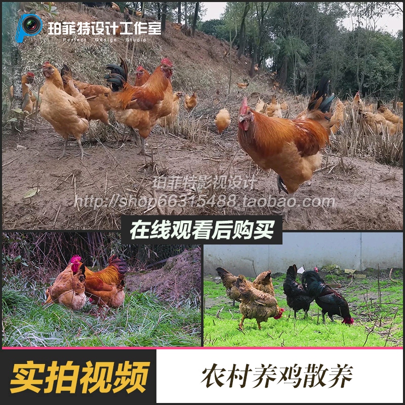 农业牲畜地养鸡场鸡群走动农村养鸡散养高清视频实拍素材4K