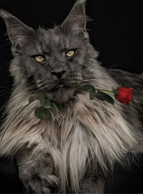 缅因猫库恩猫俄罗斯缅因西伯利亚森林猫大型宠物猫长毛巨型纯血统