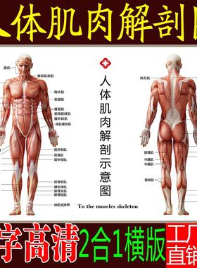 人体肌肉解剖图挂图结构分布图示意图海报宣传画骨骼图人体器官图