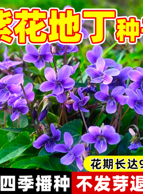 紫花地丁种子籽中药材紫花地丁花种籽四季种植盆栽药用苦地丁种孑