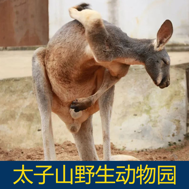 [太子山野生动物园-大门票]荆门京山太子山野生动物园门票