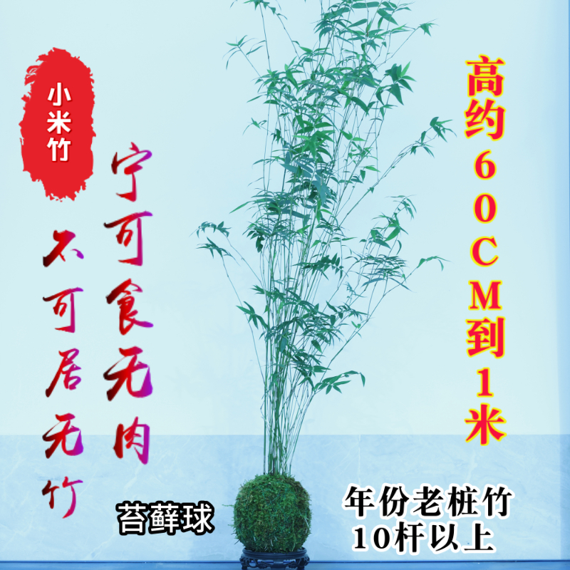 【老桩】苔藓球米竹盆栽室内可水培植物富贵凤尾竹绿植观音竹盆景
