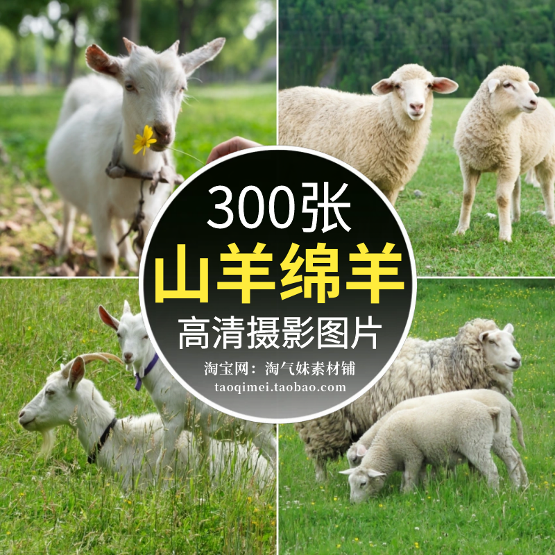 JPG高清羊图片山羊绵羊羚羊群小羊羔草原牧场家畜动物设计ps素材