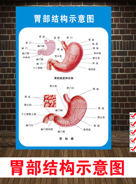 人体胃部解剖系统示意图医学宣传挂图人体器官心脏结构图医院海报