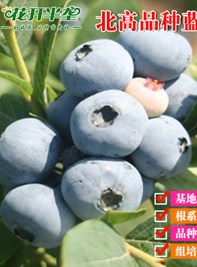 北高品种蓝莓树苗 一加仑钵苗 两年苗 木木蓝莓苗 多个品种
