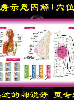 女性人体乳房结构示意图宫颈疾病淋巴解刨经络穴位图美容海报挂图