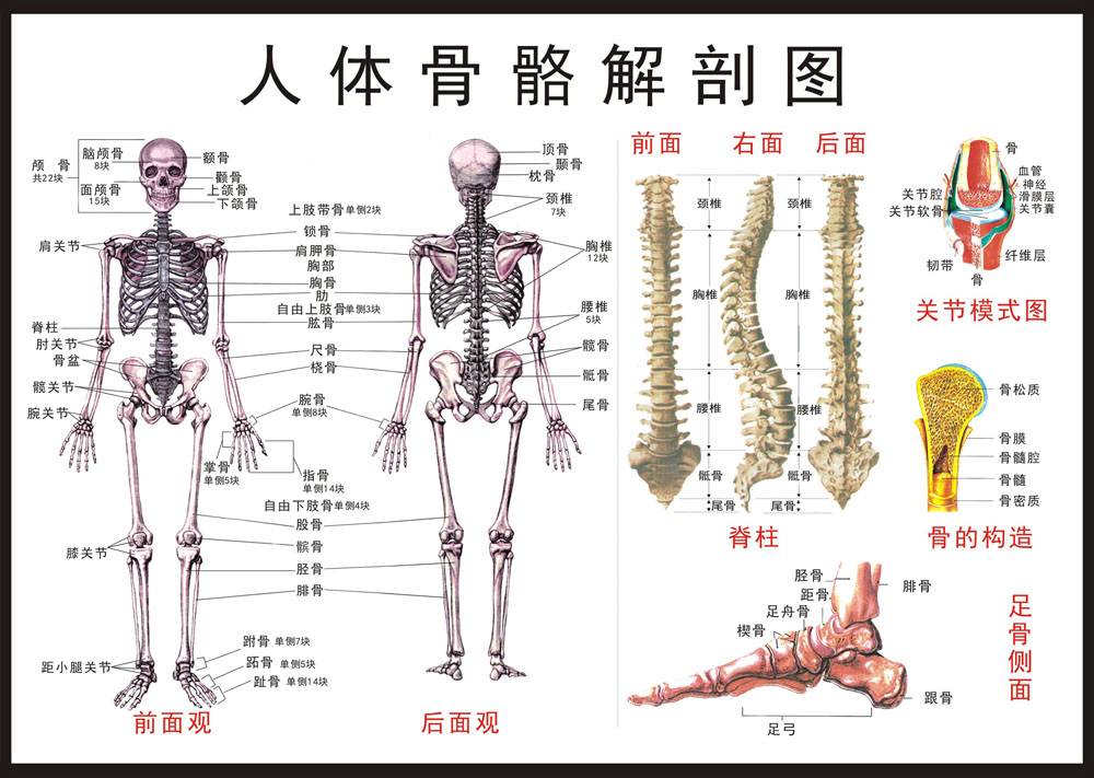 M768人体骨骼关节足骨脊柱解剖图673装饰画写真海报印制展板喷绘
