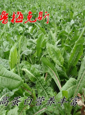 营养价值及高的牧草种子 鲁梅克斯种子 洋铁叶子 高秆菠菜种子
