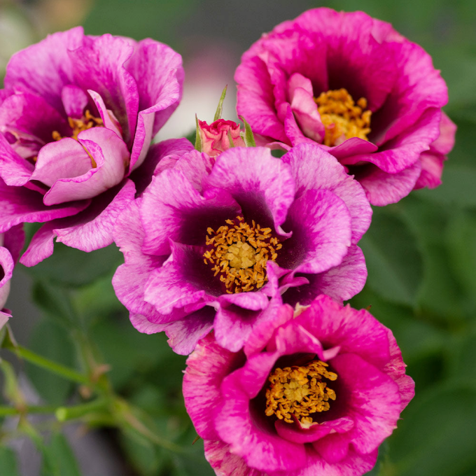 美国月季 梅子色妆容水 黑紫色花朵 中香繁花 低矮多分枝