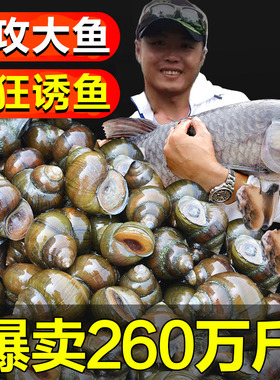 钓鱼脆螺5斤钓青鱼鱼饵鲜活螺丝腥味大螺蛳活的田螺新鲜活体包活