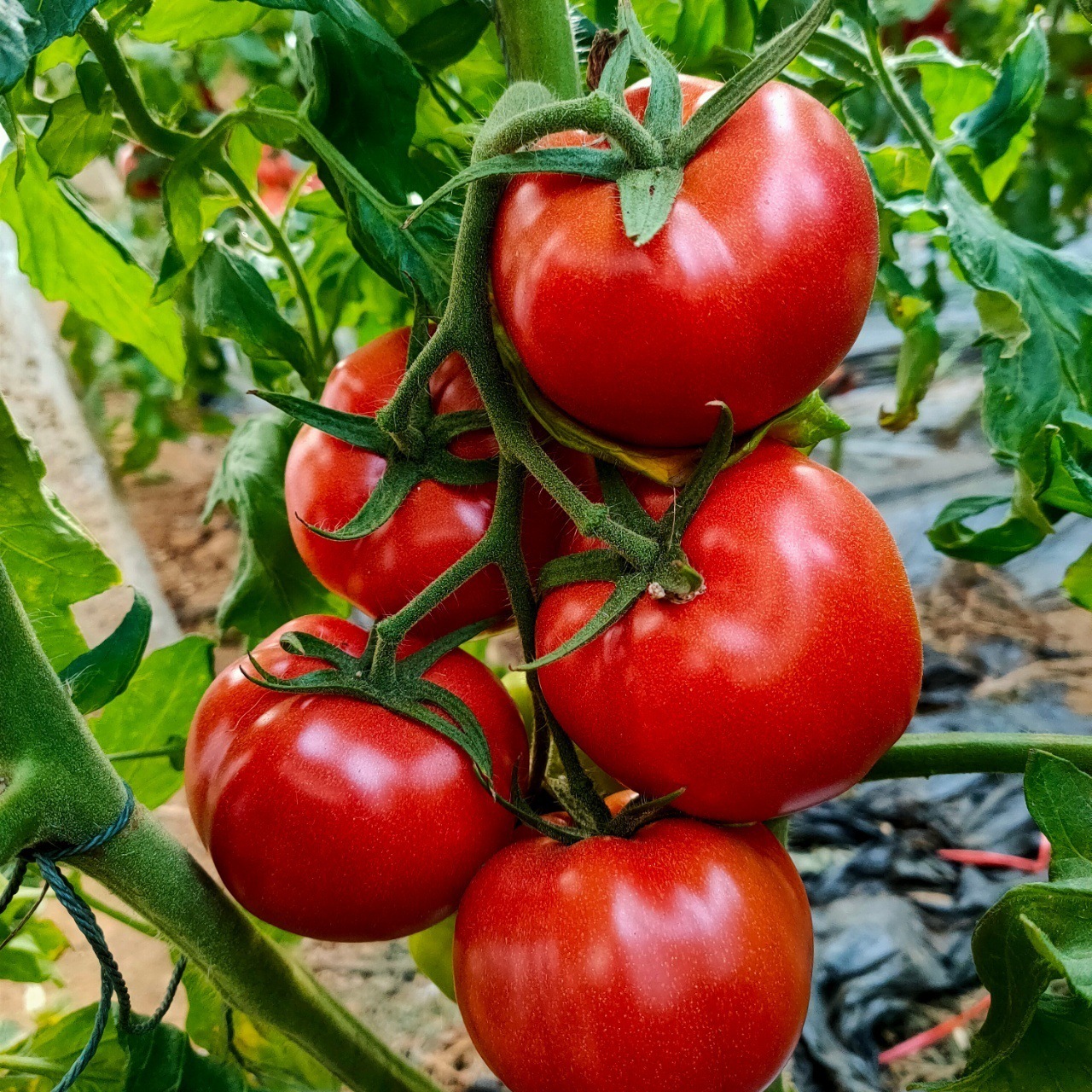 【西红柿】 山东 海阳普罗 旺斯 西红柿 应季 新鲜 蔬菜一件 代发