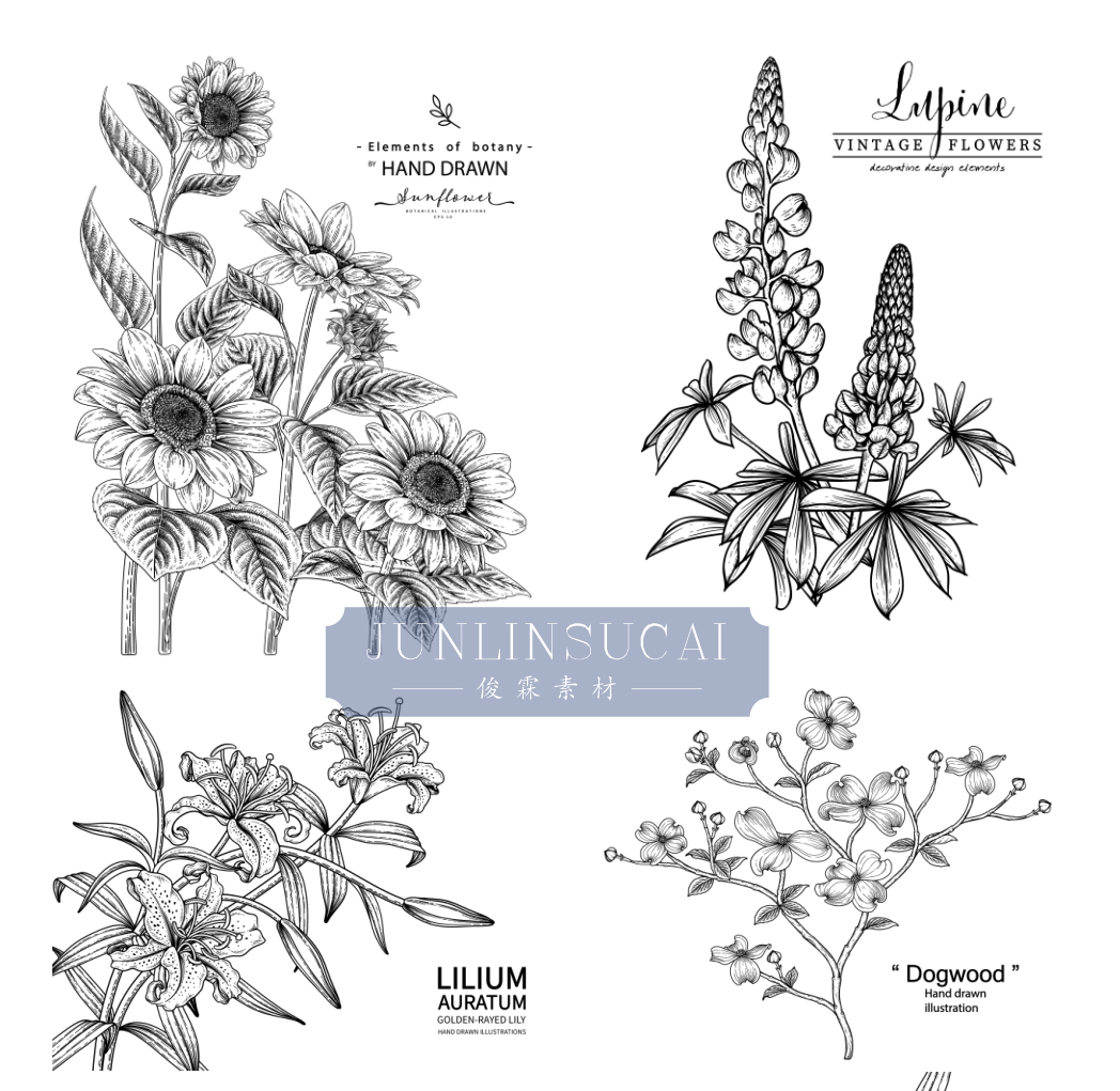 矢量AI黑白手绘花卉植物枝叶包装线稿线描包装白描插画图案素材