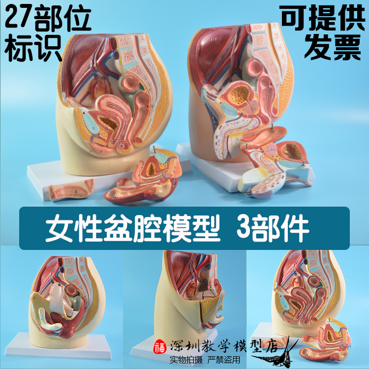 妇科生殖系统计生服务中心展示女性生殖盆腔矢状切面解剖模型
