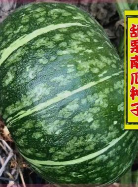 日本甜栗南瓜种子香甜面板栗南瓜春季高产南方北方蔬菜种子四季种