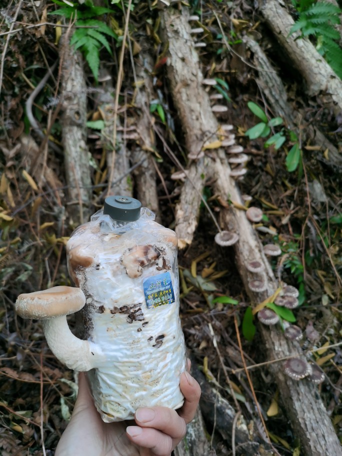 山河星山林种植食用菌棒蘑菇菌包香菇盆景菌椴木头树菇冬菇花菇