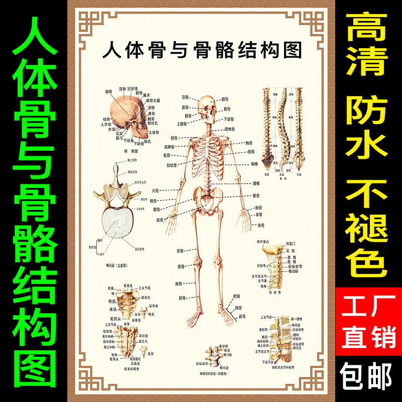 人体骨与骨骼结构图全身骨骼结构示意图 肌肉结构解剖示意图 海报