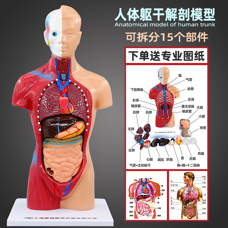 人体器官结构解剖模型儿童全身内脏大脑心脏躯干模特教学拆卸拼图