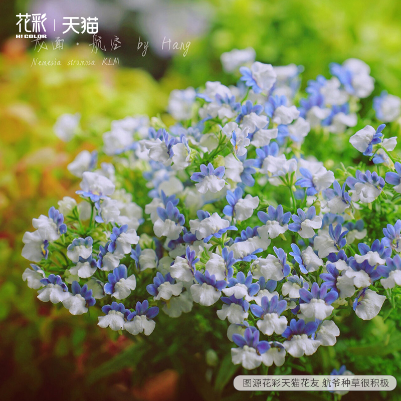 花彩蓝白航空龙面花盆栽阳台芳香草花卉组盆耐寒多年生植物花期长