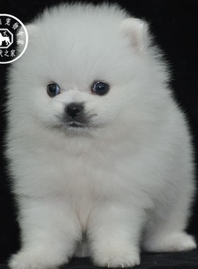 名犬之家 重庆纯种博美白色小体幼犬长不大活体 宠物狗狗出售
