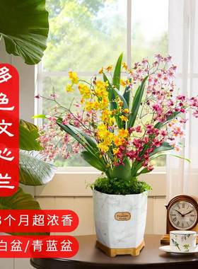 。适合春天种的花文心兰特级兰花盆栽大盆各种花卉大全家养植物春