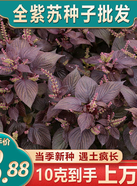 紫苏子种籽大叶紫苏种子紫苏籽可食用药用盆栽苗蔬菜籽大全四季种