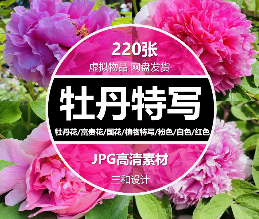 牡丹花特写花开富贵国花红粉白色花卉植物摄影照高清JPG图片素材