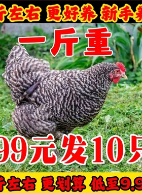散养芦花鸡活苗半大一斤脱温苗高产蛋鸡活苗半斤纯种芦花小鸡活苗