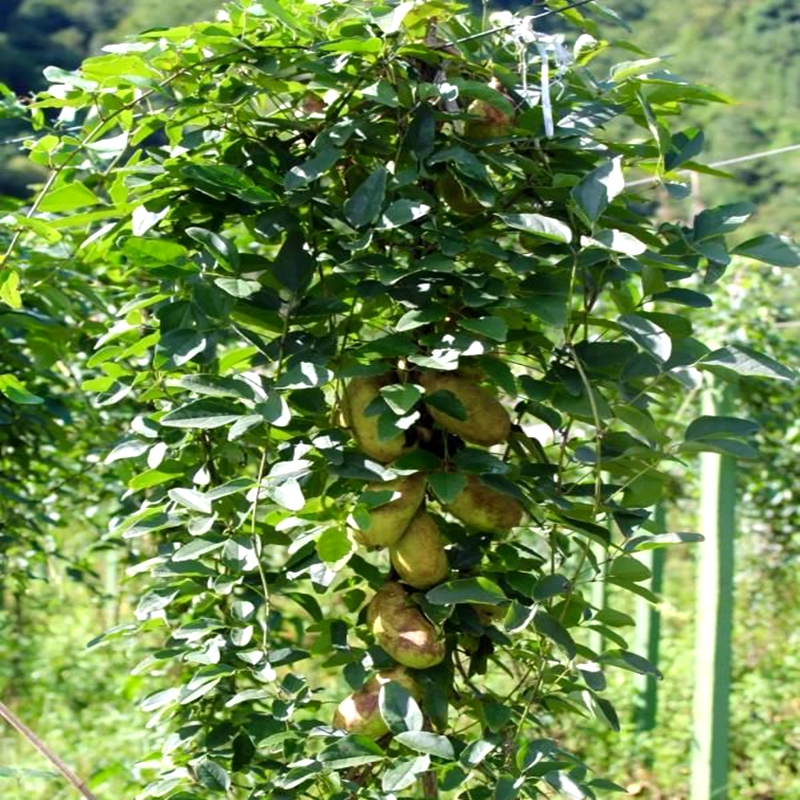 出售八月瓜结果大苗庭院上架丰产八月炸果树苗当年结果四季种植