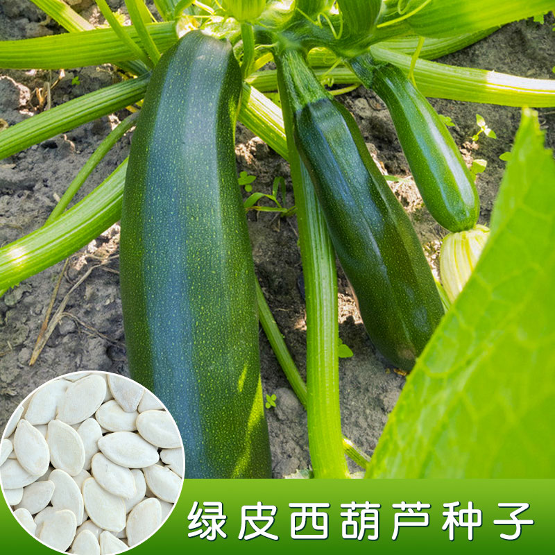 圣峰绿皮西葫芦种子高产角瓜茭瓜种籽春夏四季阳台青南瓜蔬菜种孑