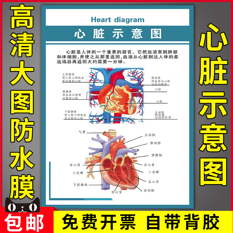 心脏示意图医学人体结构解剖图挂图医院心血管科布置装饰海报墙贴