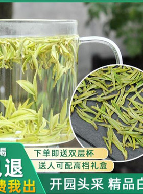 安吉2024年新茶正宗开园头采高山白茶明前特级茶叶绿茶罐装