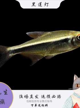 黑莲灯鱼黑灯管小型观赏鱼水草缸黑灯科活体淡水群游霓虹活体热带