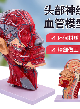 医学 头部正中矢状切面附血管神经模型 面部模型人体头部解剖模型