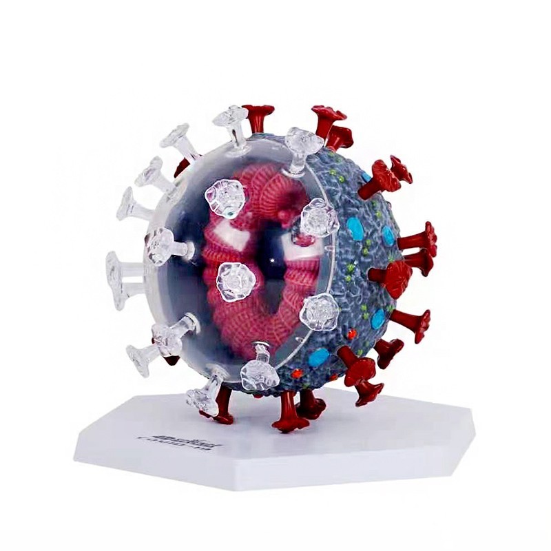 4D MASTER新冠病毒模型冠状病毒解剖拼装玩具结构科普馆展示毒株