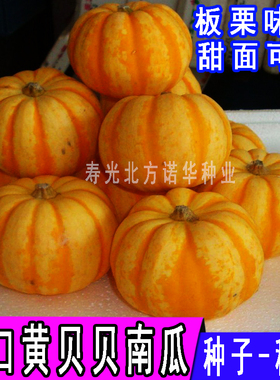 日本板栗贝贝南瓜种子迷你小桔瓜南瓜籽甜栗甜面金桔瓜四季菜种子