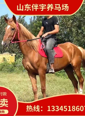 骑乘马出售蒙古马活体 景区游客骑乘马活马真马 宠物小矮马