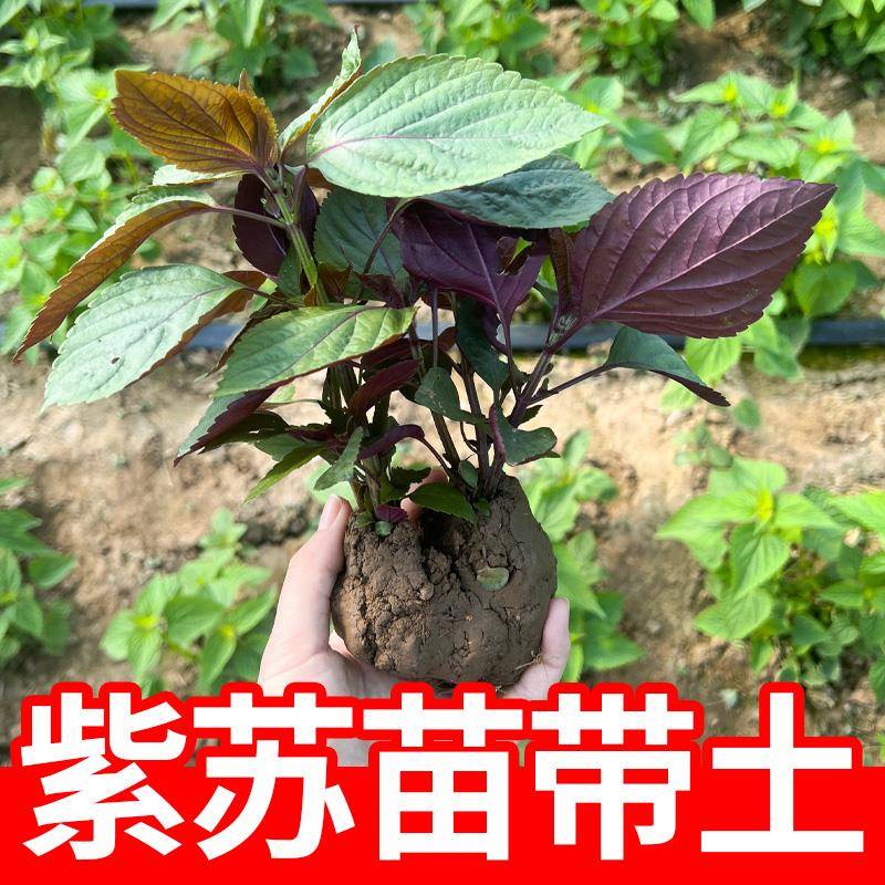 可食用紫苏苗带土带根发货大叶河南新鲜紫苏幼苗四季盆栽阳台种植