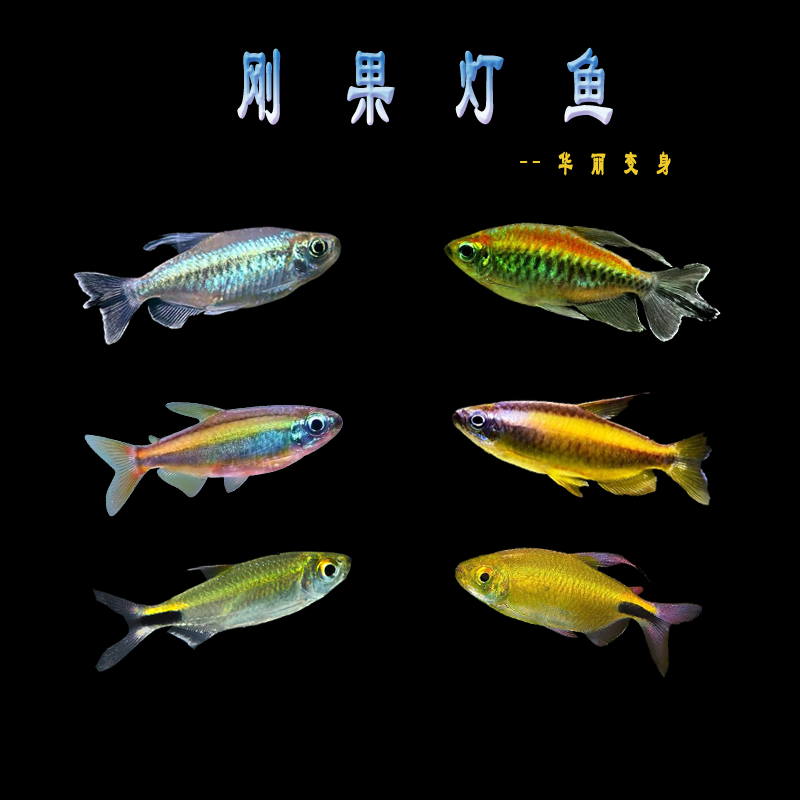 黄金二线彩红绿刚果灯鱼南美热带鱼非洲进口稀有美人鱼群游混养