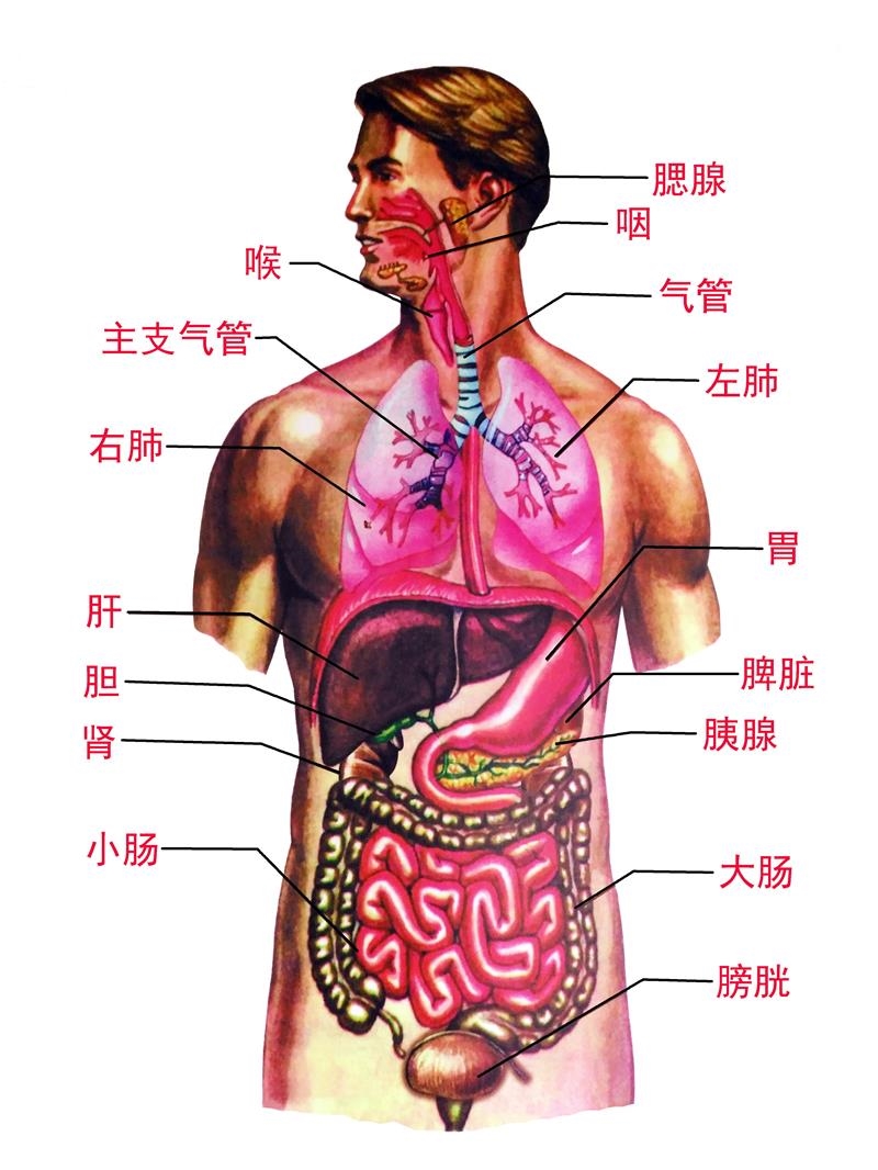人体心脏结构示意图器官