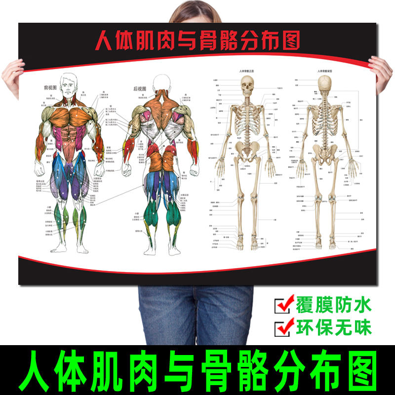 人体全身骨骼结构示意图 健身馆肌肉结构解剖示意图 医院解剖海报