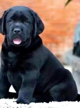 拉布拉多幼犬大型犬黑色导盲犬宠物便宜短毛拉布拉多活的聪明现货