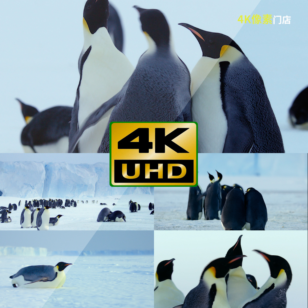 271-4K视频素材-企鹅气候变化全球变暖北极户外可爱夜晚天空美景