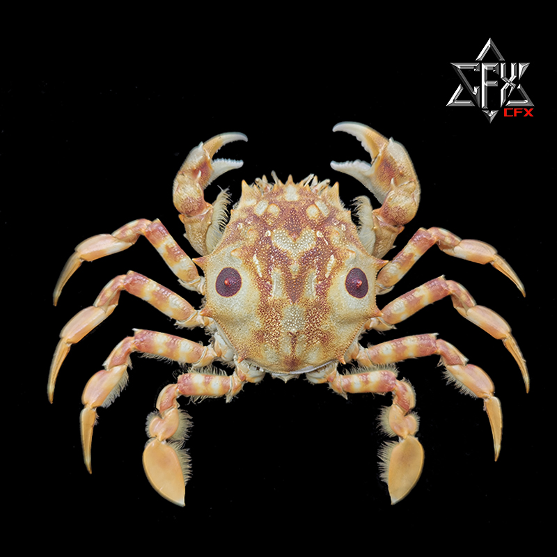 中华虎头蟹螃蟹标本教学科普教具海洋深海生物甲壳类个性礼物