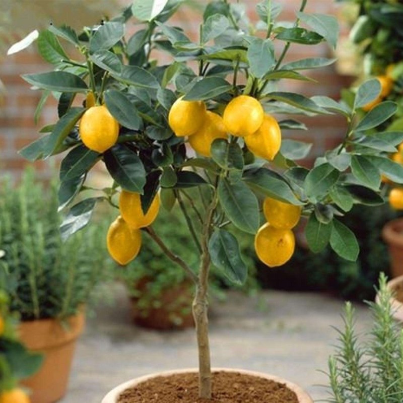 香水柠檬树苗各种盆栽地栽食用稀有水果树苗南方北方种植四季结果