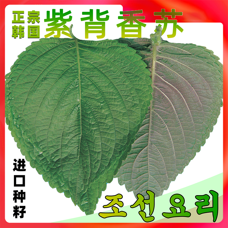 苏子叶紫苏苗种子大叶背烤肉泡菜生吃食用四季盆栽韩国种籽蔬菜孑