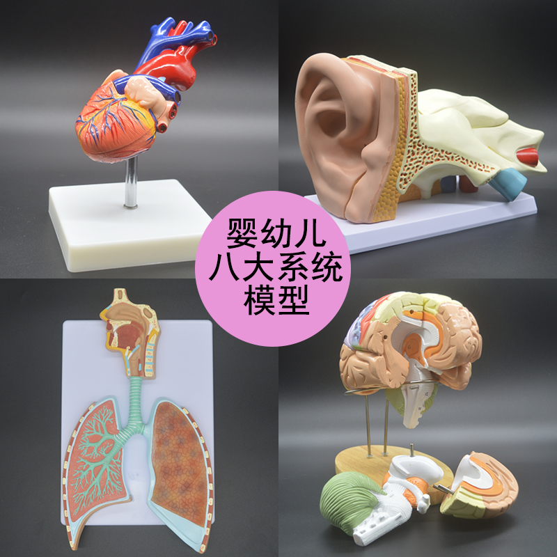 人体八大系统解剖模型 婴幼儿呼吸消化泌尿运动神经系统解剖模型